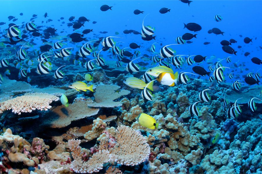Exploring Indonesia's Coral Reefs, Guardians of Biodiversity