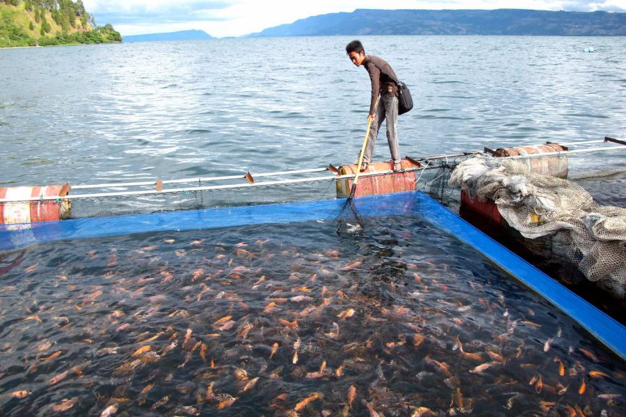 Innovations in Sustainable Aquaculture, Cultivating a Blue Future