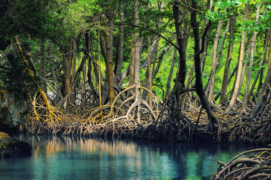 Reviving Indonesia's Mangroves, Nature's Coastal Defenders